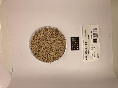 Click for 1 image(s) for this accession. SEED